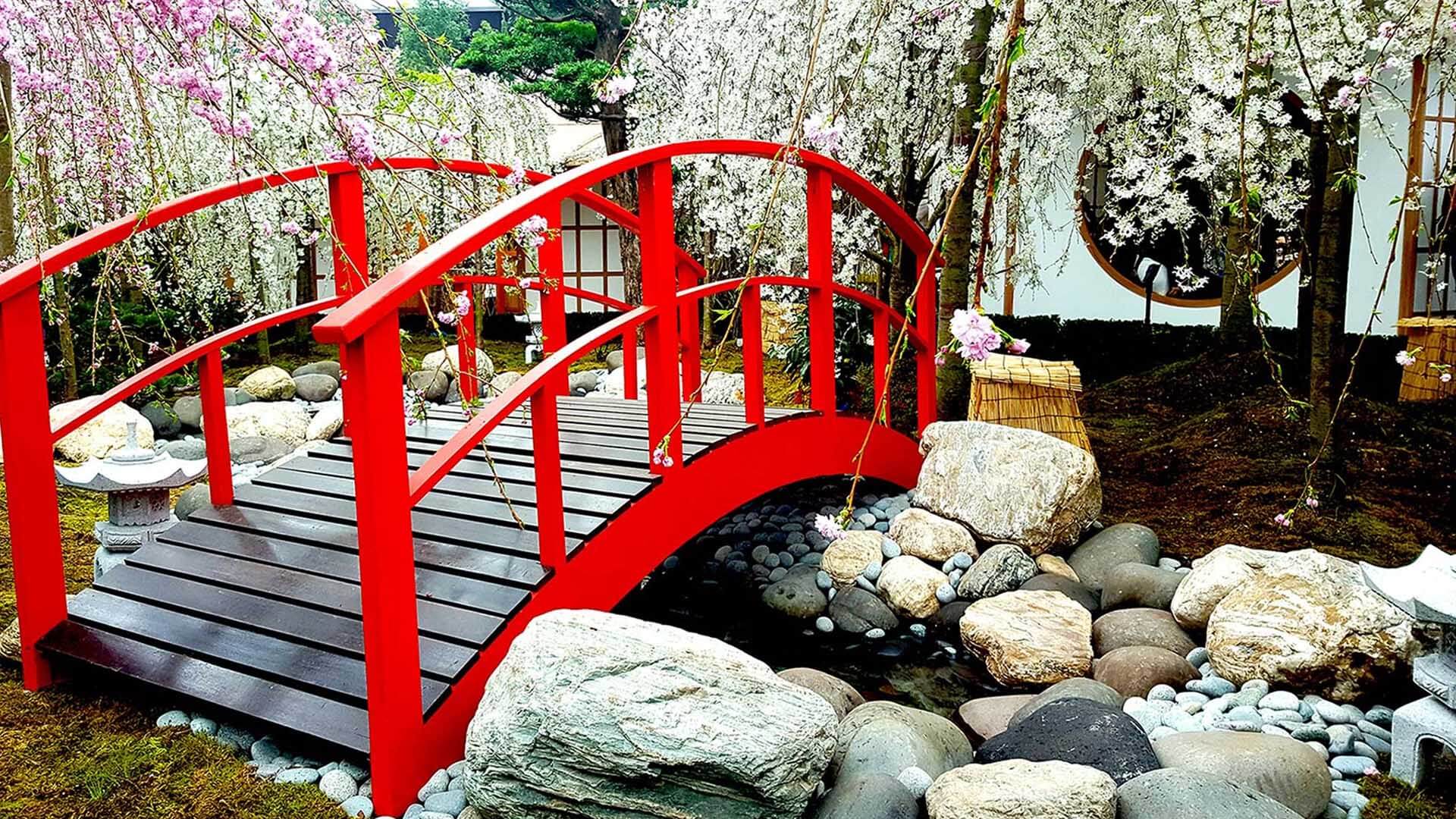 The running water, small bridge, stone and cherry blossoms landscape in Japanese garden.